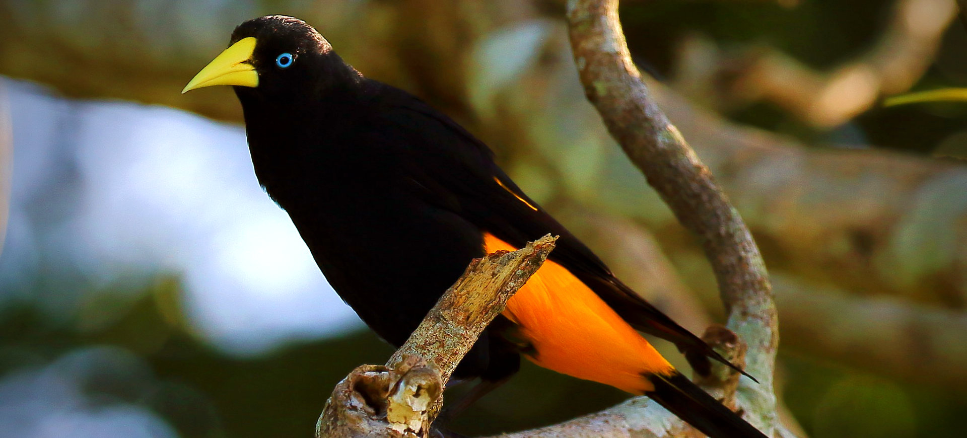 Yellow-rumped Cacique