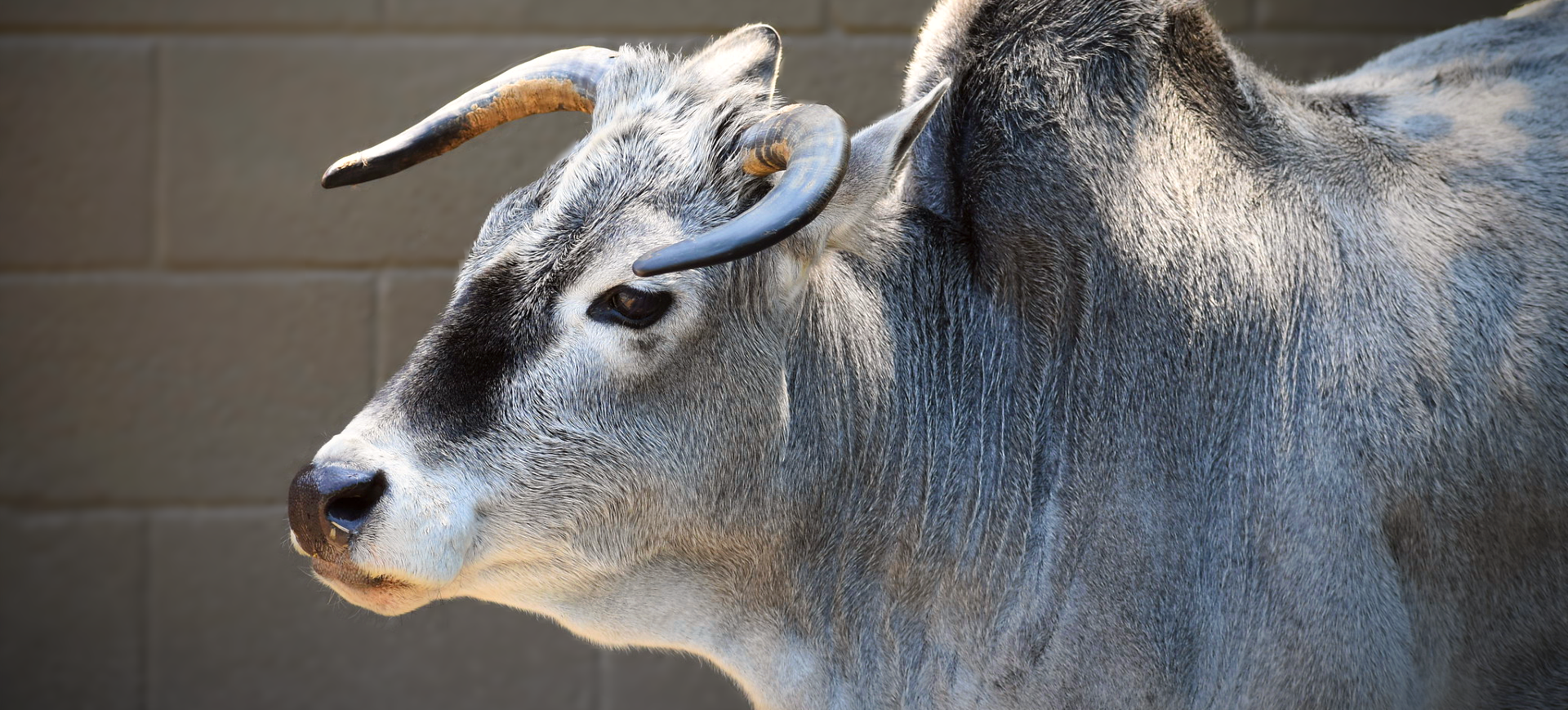 Zebu