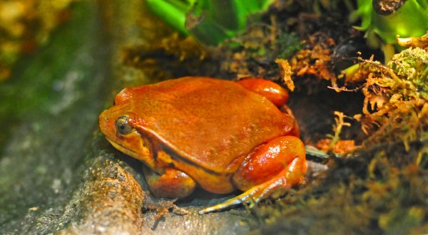 Tomato frog (Dyscophus antongilii)