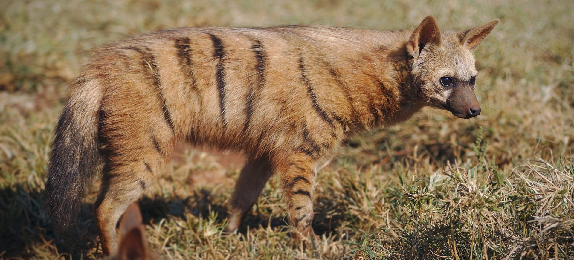 Aardwolf