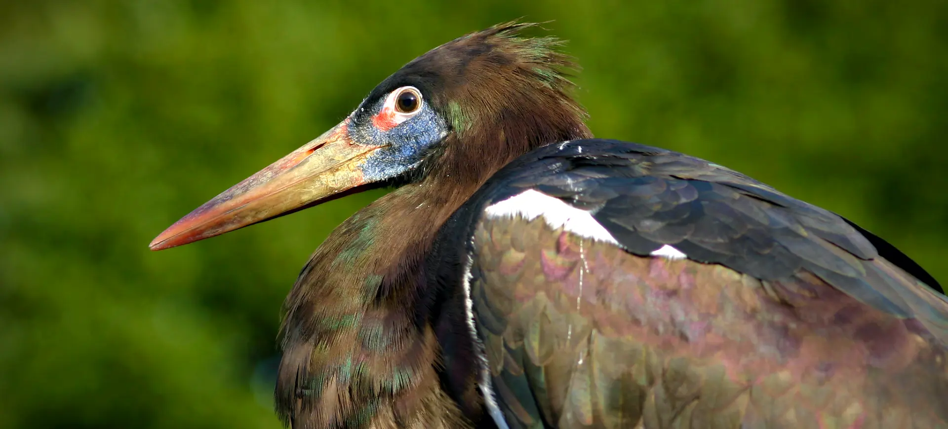 Abdim's Stork