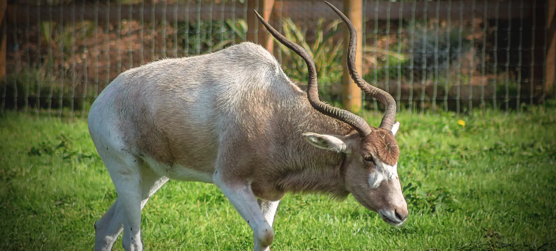 Addax