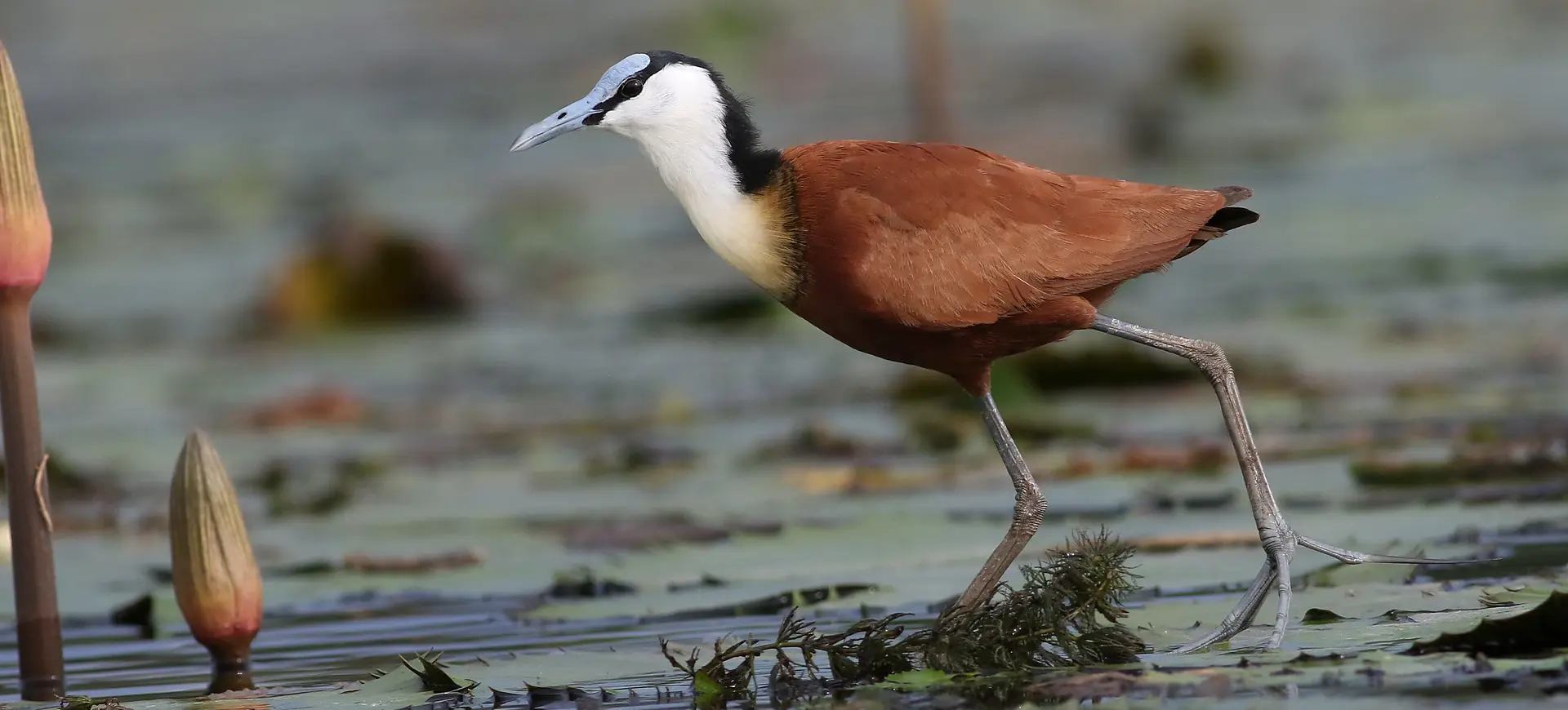 African Jacana