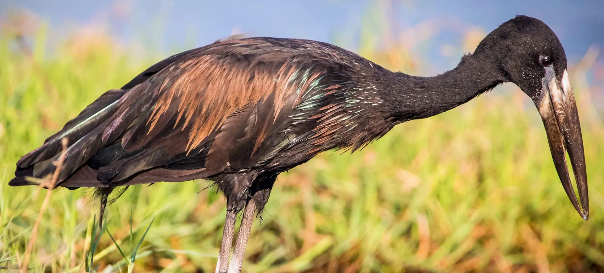 African Openbill Stork