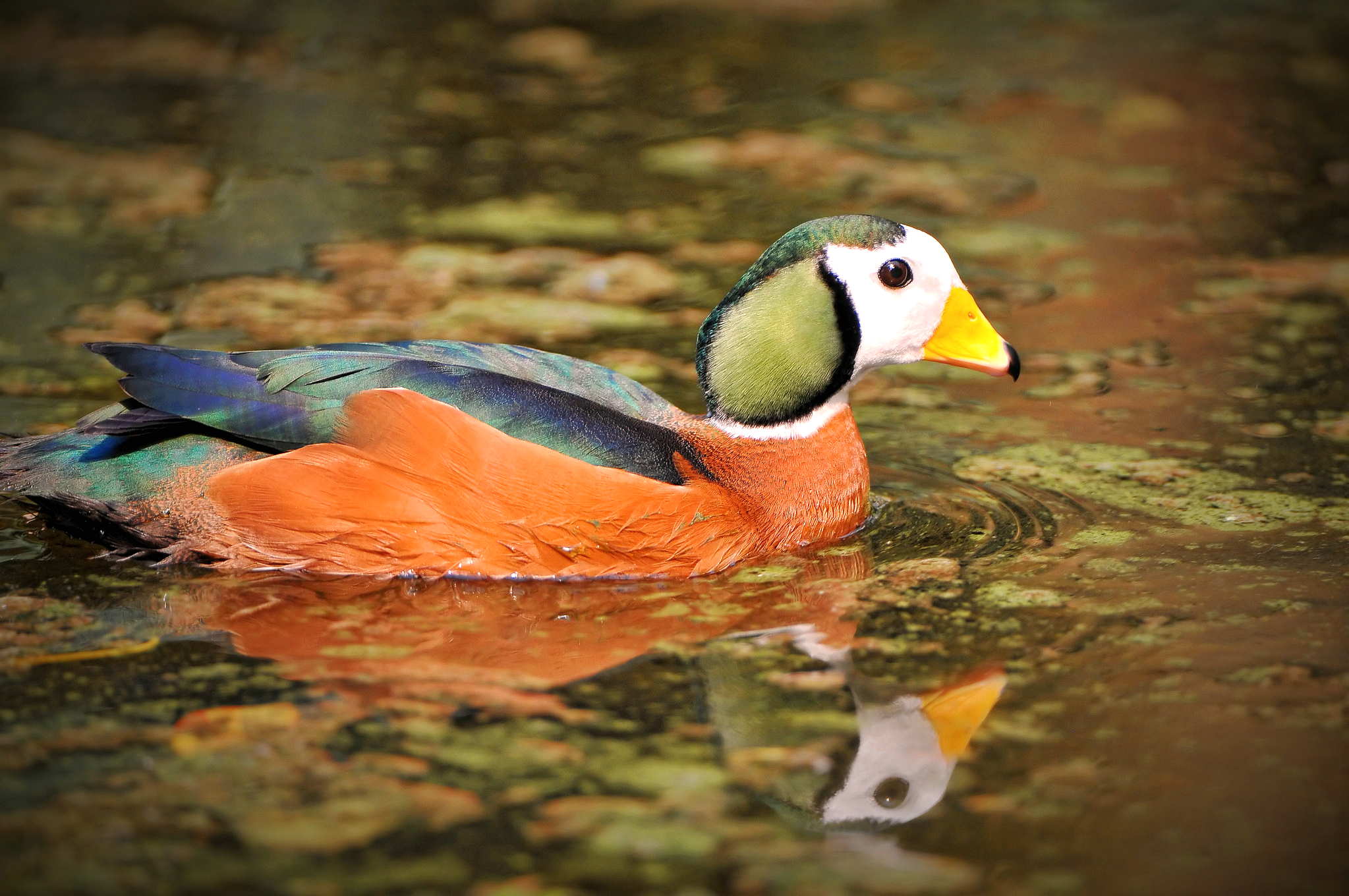 African Pygmy-goose