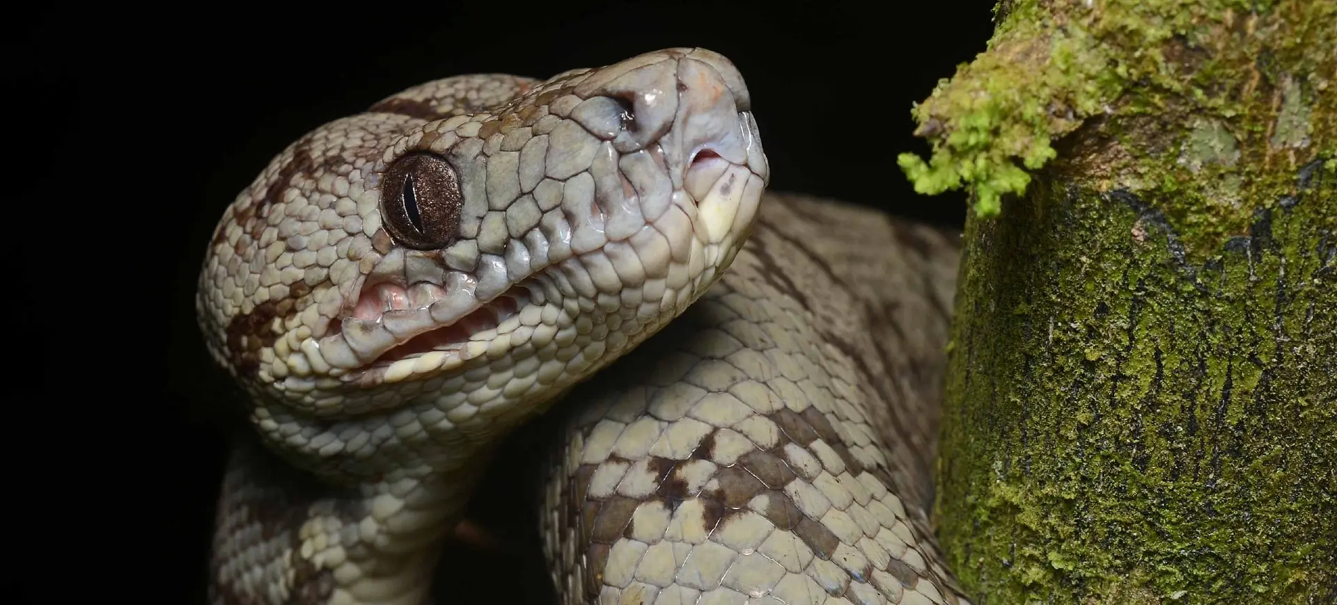 Amazon Tree Boa