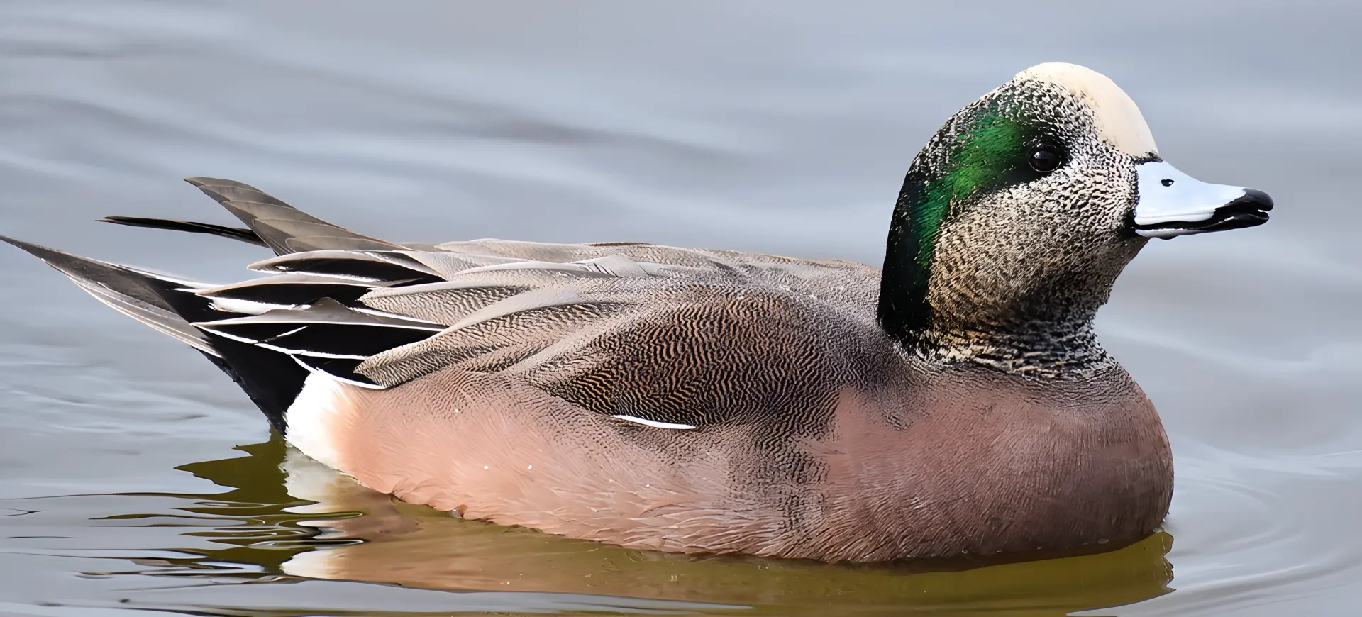 American Wigeon