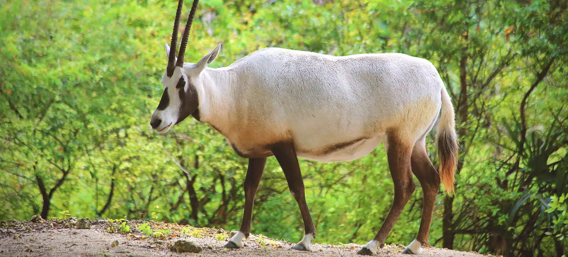 Arabian Oryx