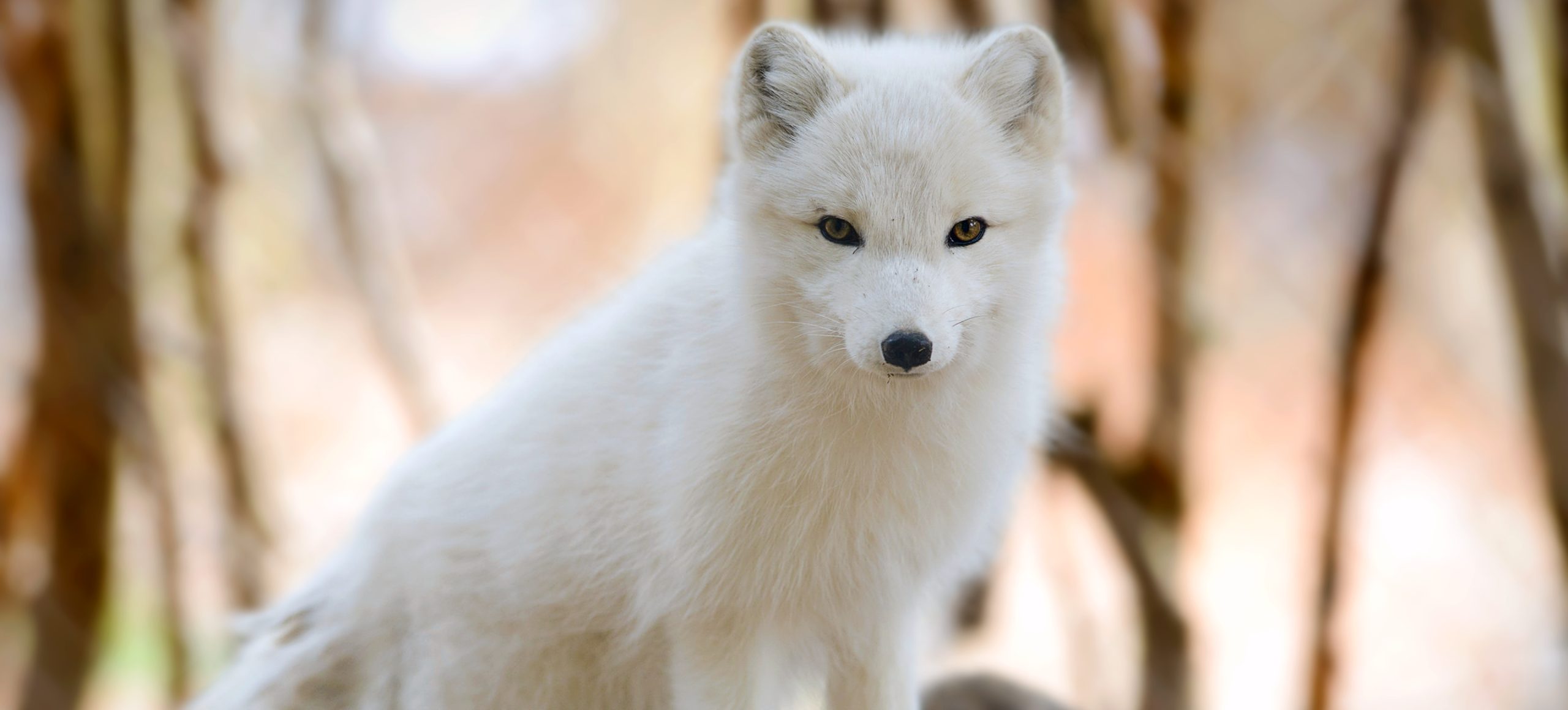 Arctic Fox