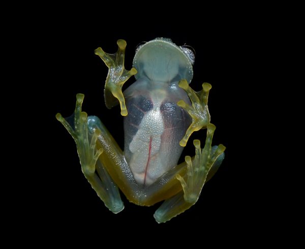 Glass Frog