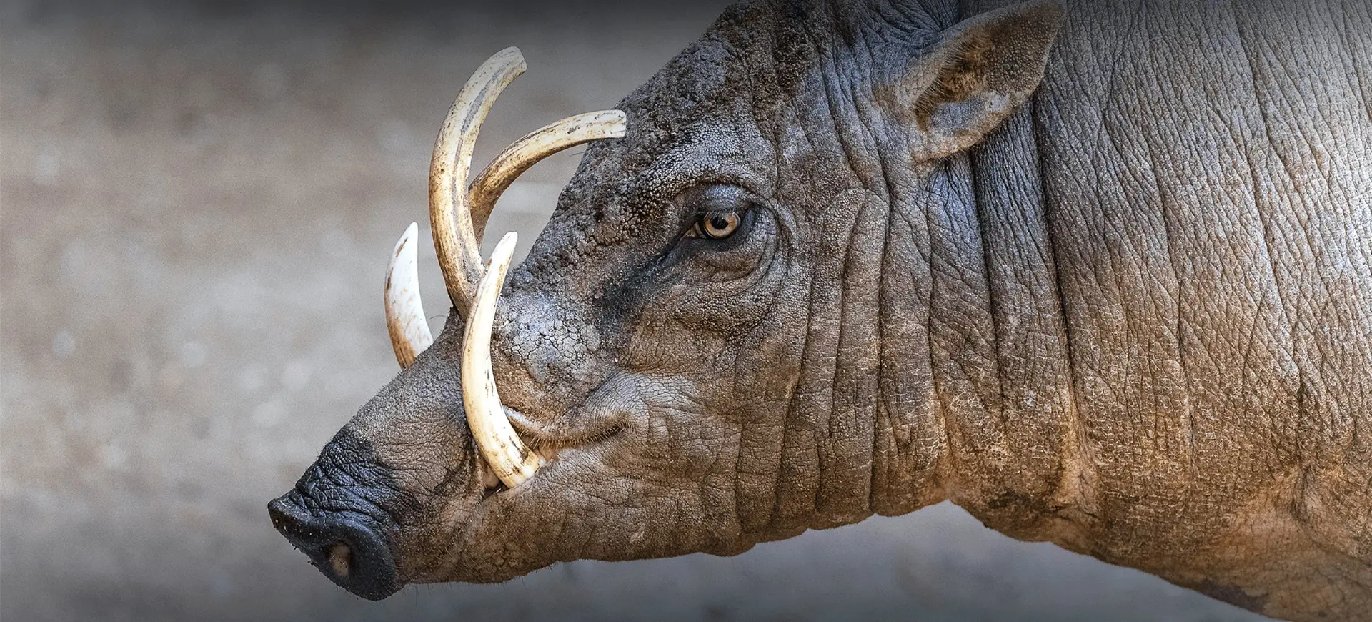 North Sulawesi Babirusa