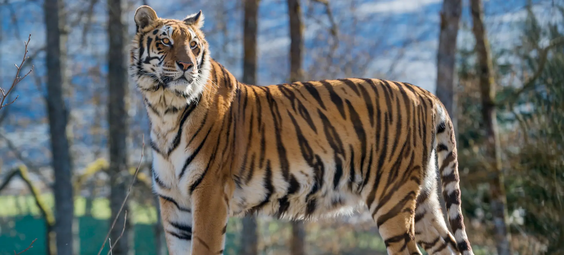 Bengal Tiger