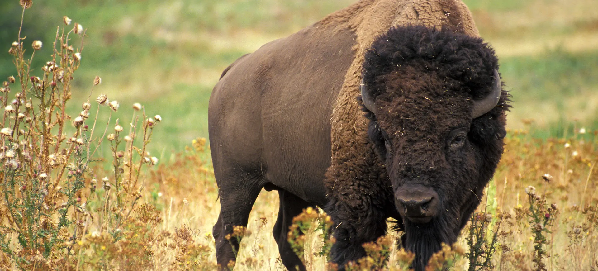 American Bison