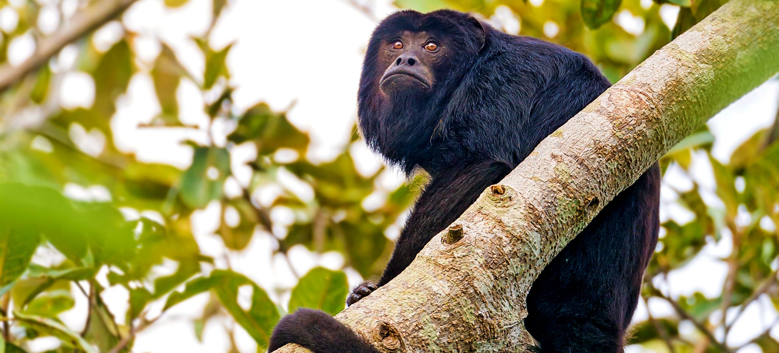 Black-and-Gold Howler Monkey