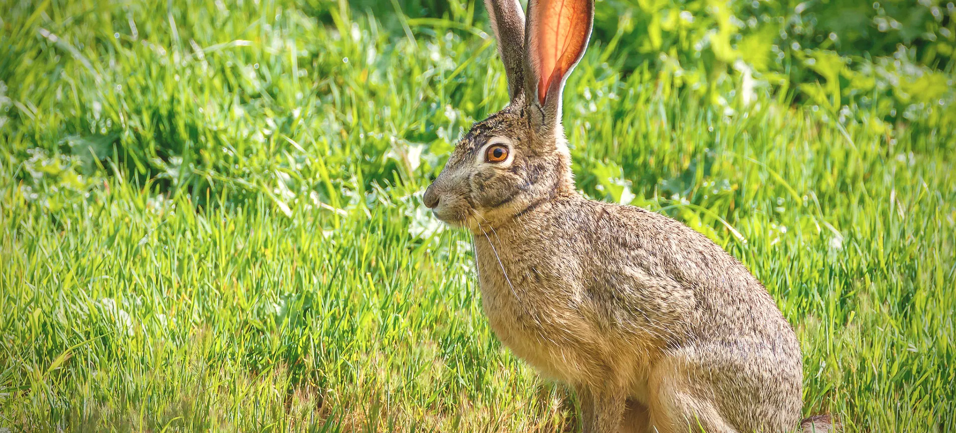 Black-tailed Jackrabbit