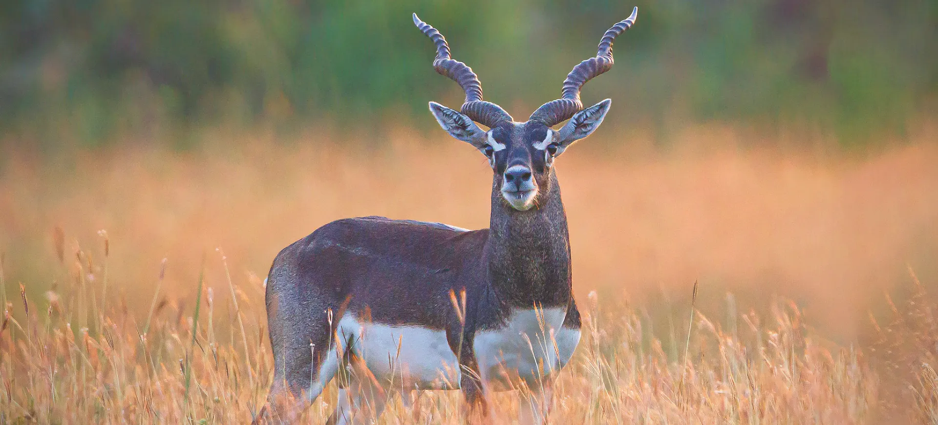 Blackbuck