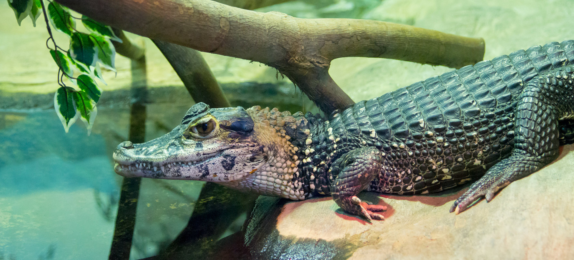 Black Caiman