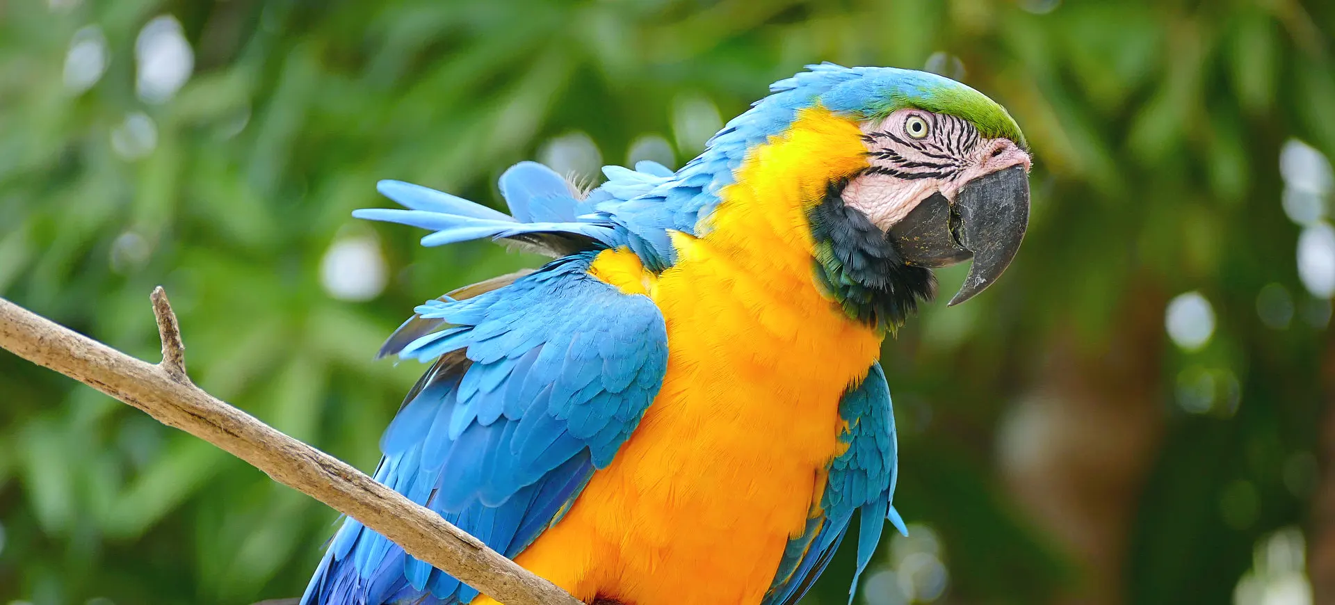 Blue-and-Yellow Macaw