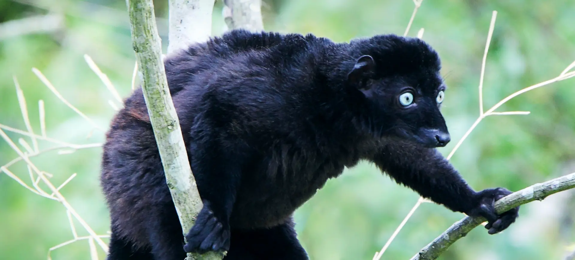 Blue-eyed Black Lemur