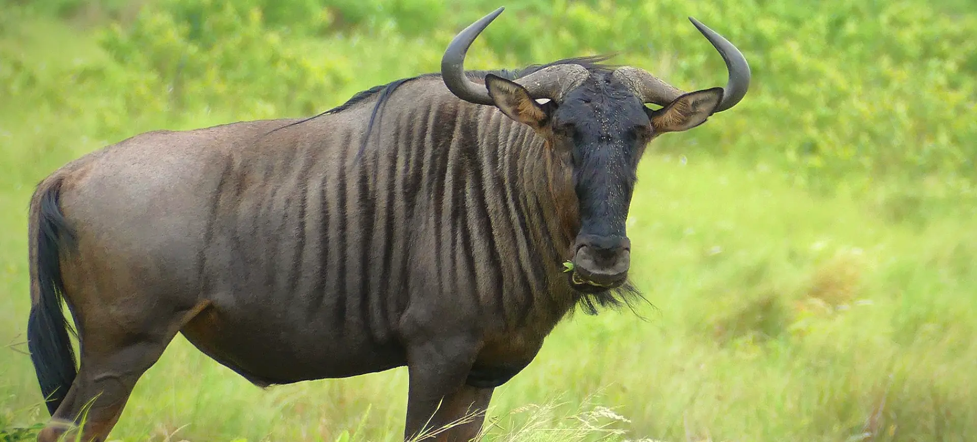 Blue Wildebeest