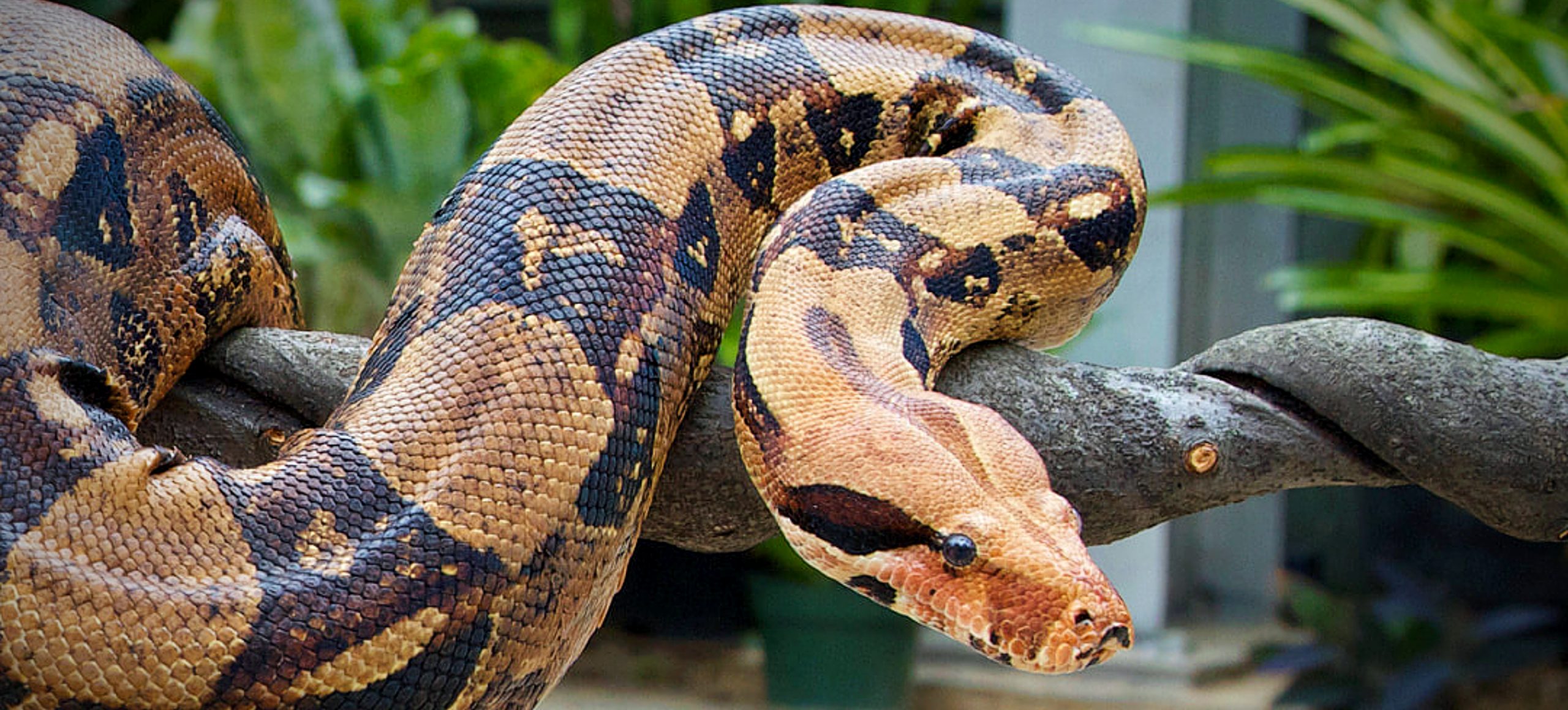 Boa Constrictor