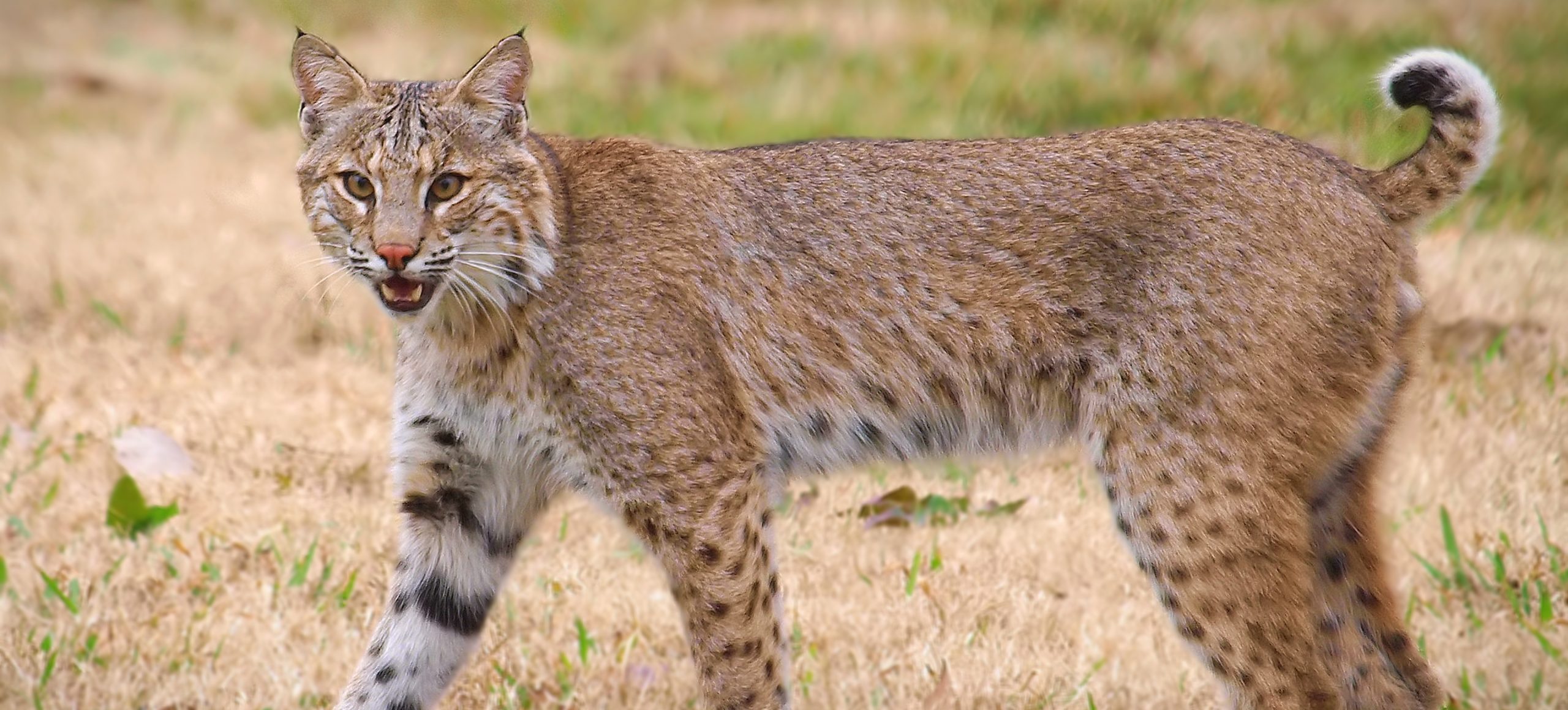 Bobcat