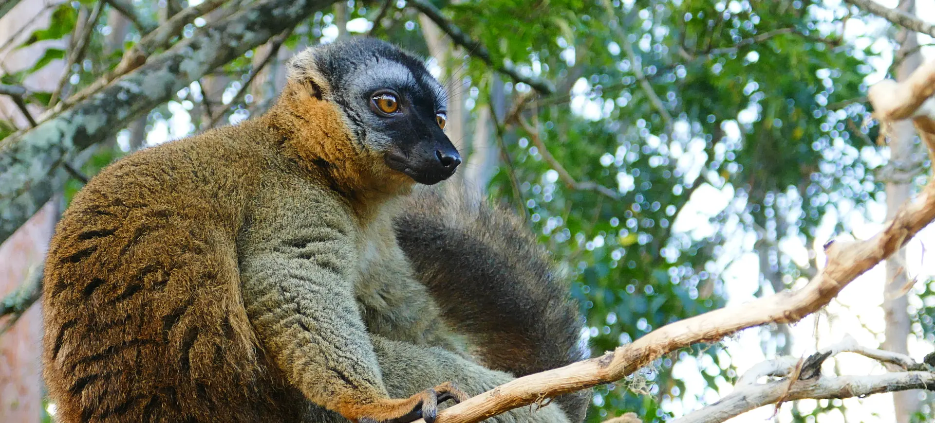 Common Brown Lemur