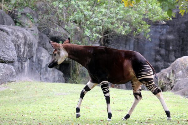 OKAPI