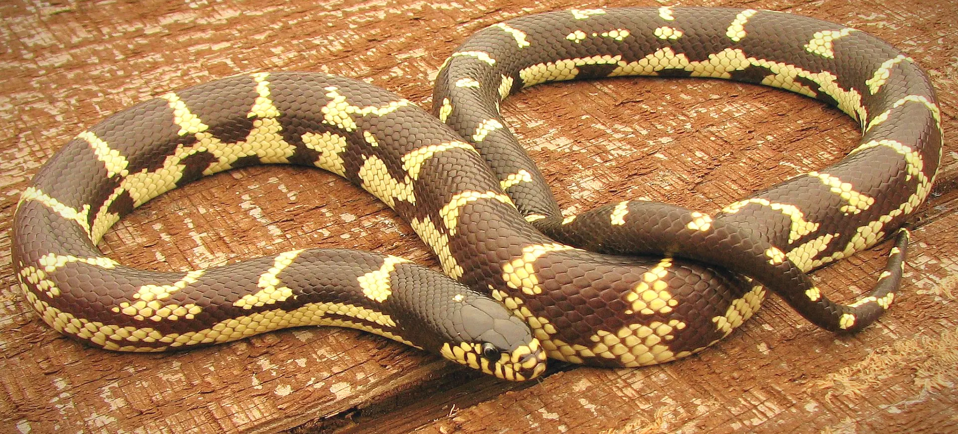 California Kingsnake