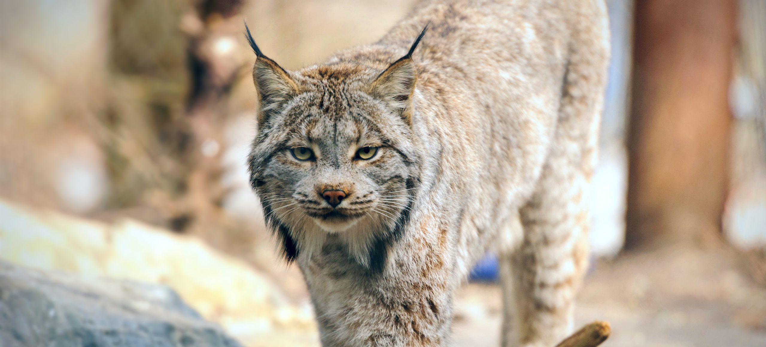 Canada Lynx