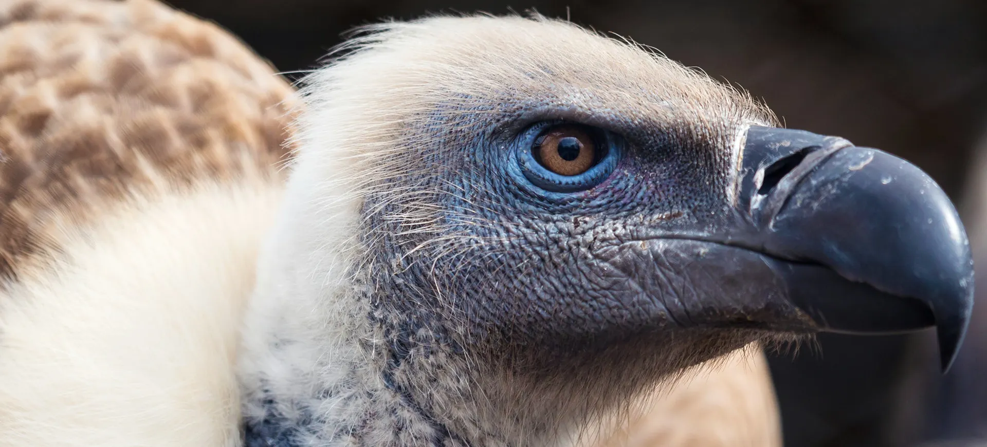 Cape Vulture