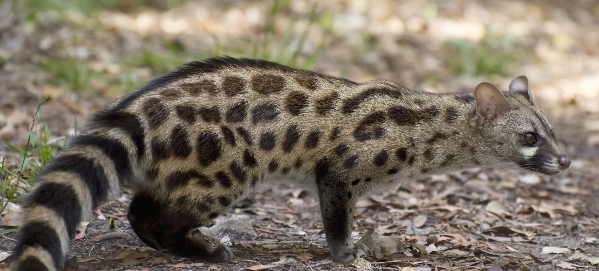 Large-spotted Genet