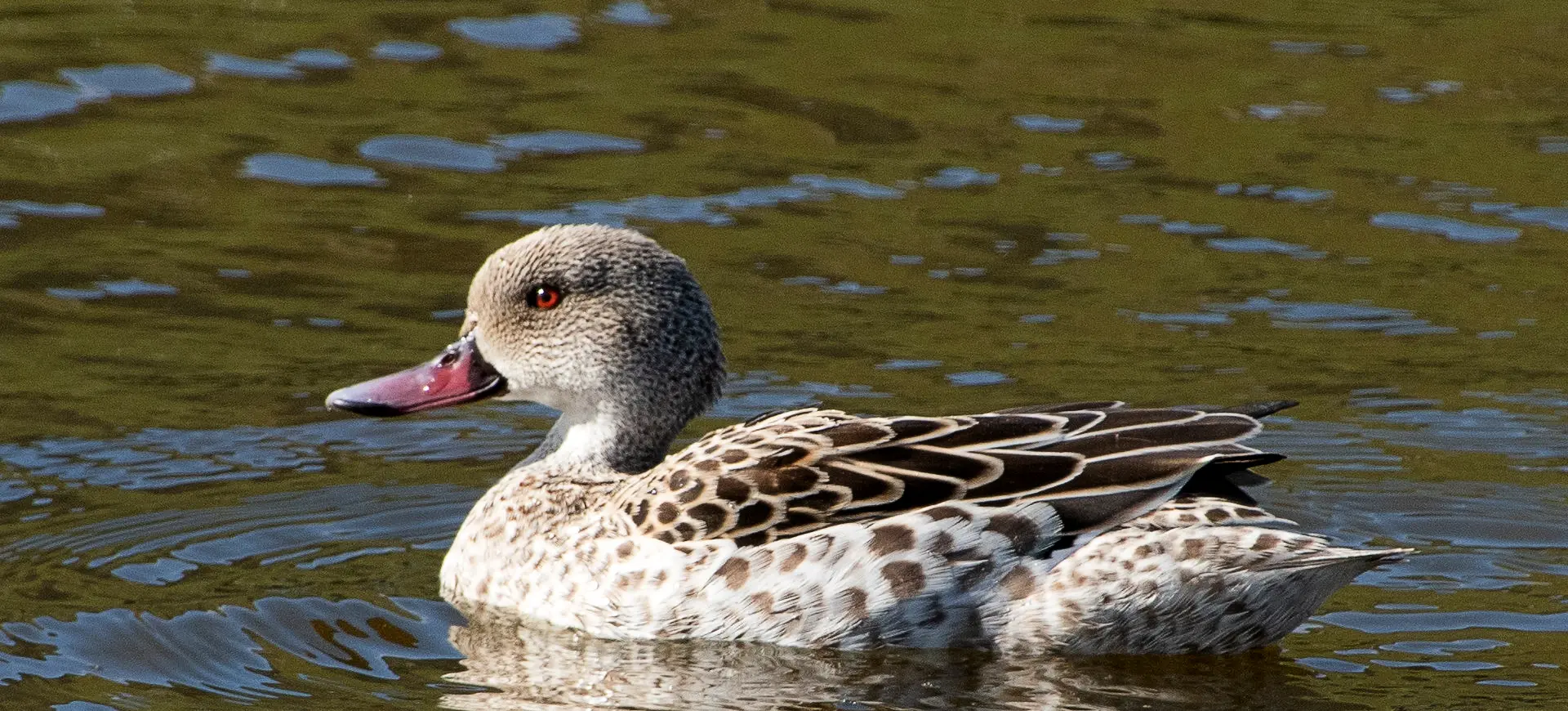 Cape Teal