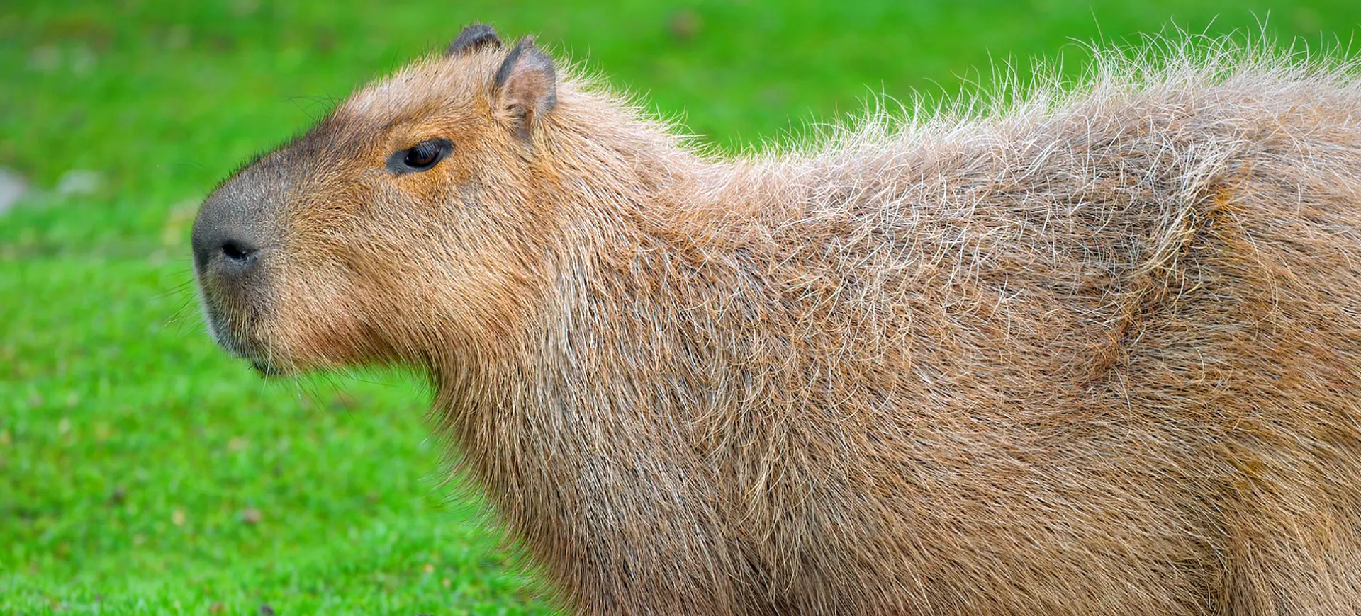 Capybara