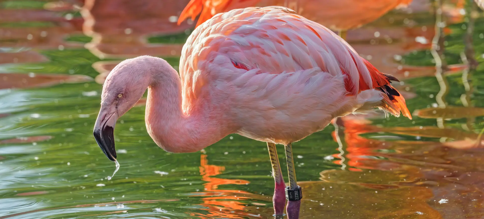 Chilean Flamingo