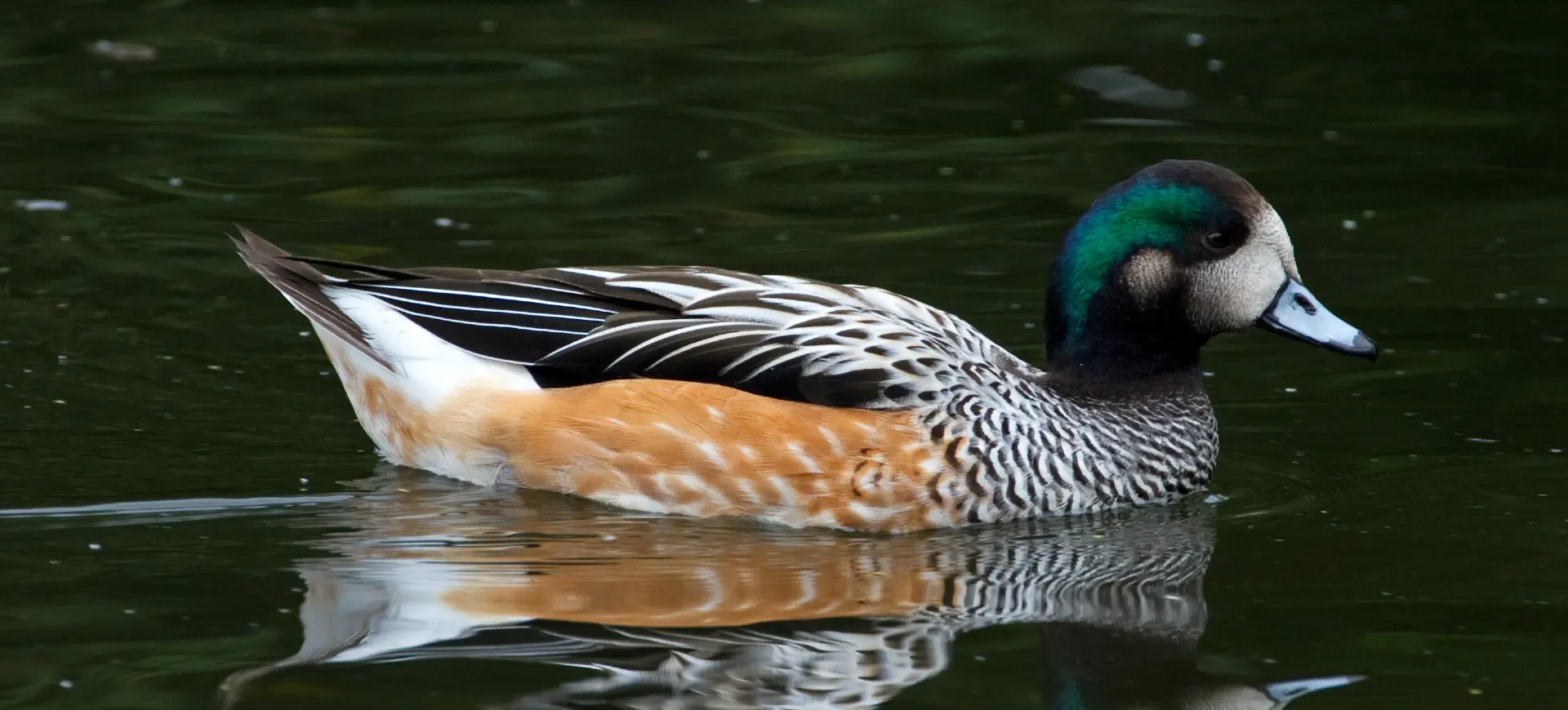 Chiloé Wigeon