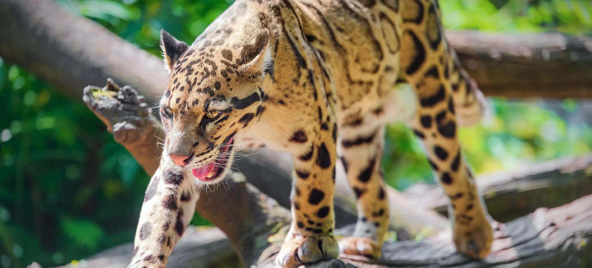 Clouded Leopard