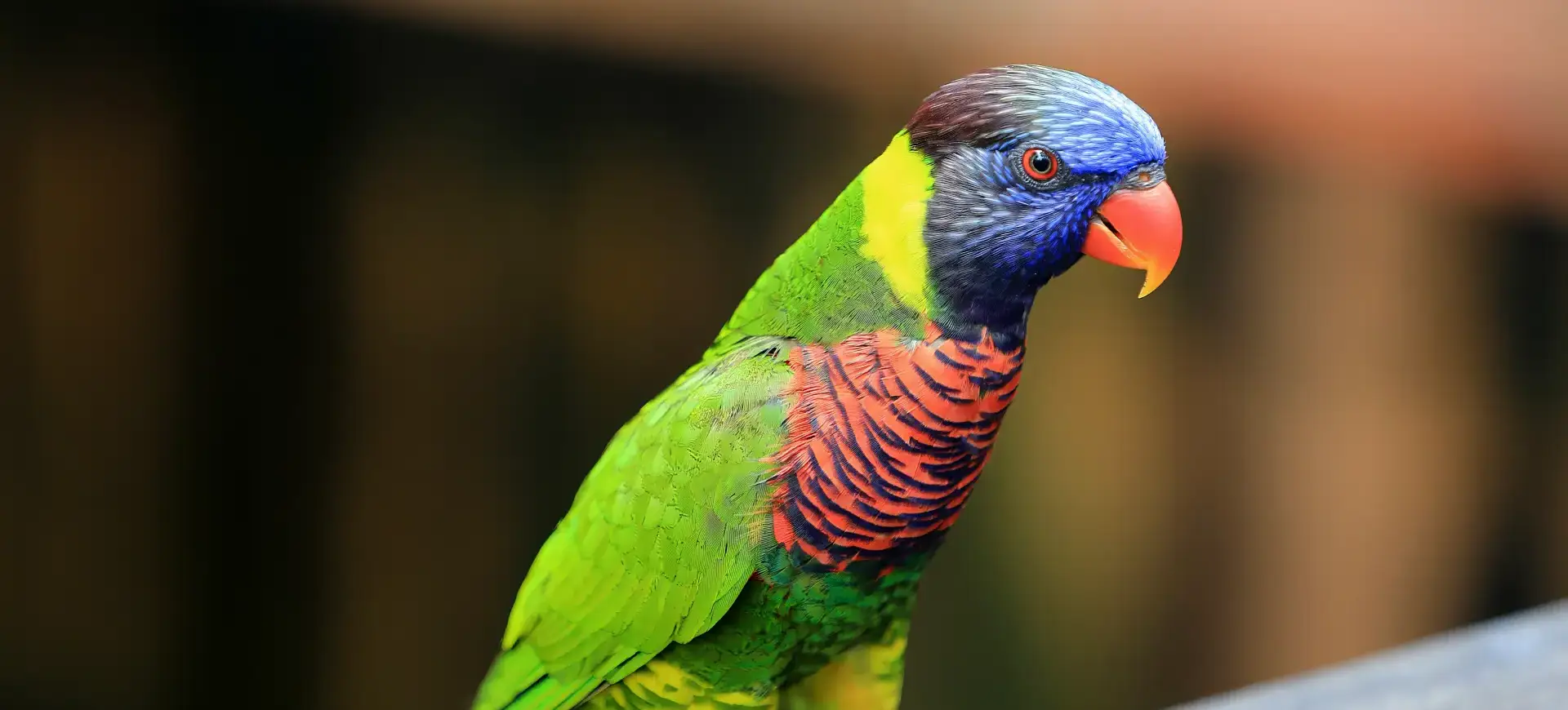 Coconut Lorikeet