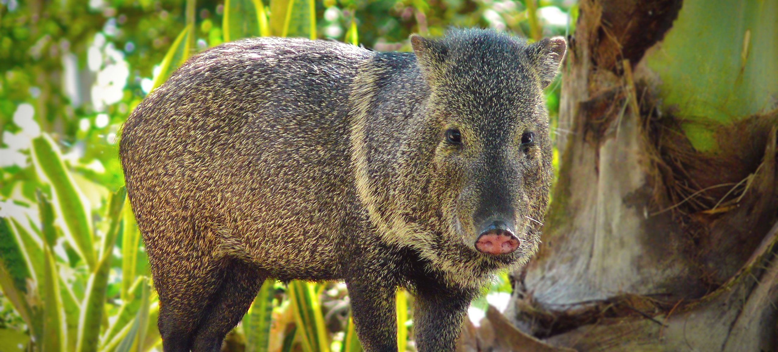 Collared Peccary