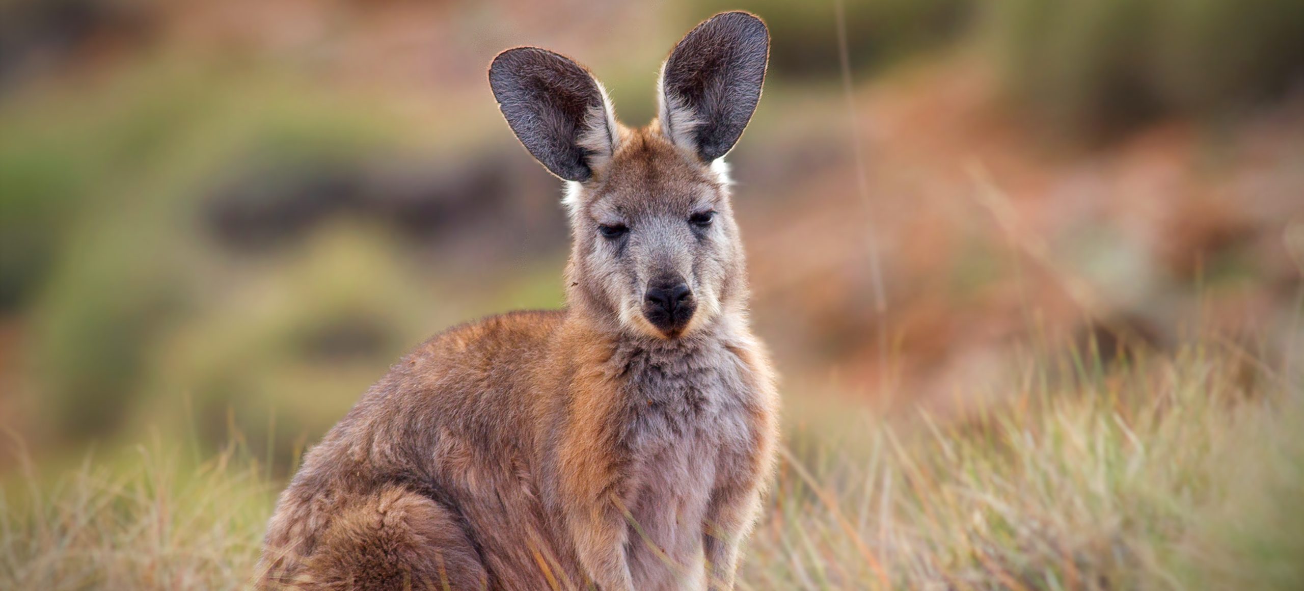 Common Wallaroo