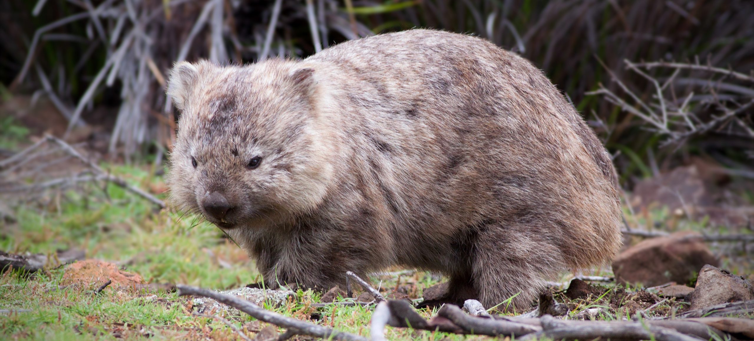 Common Wombat