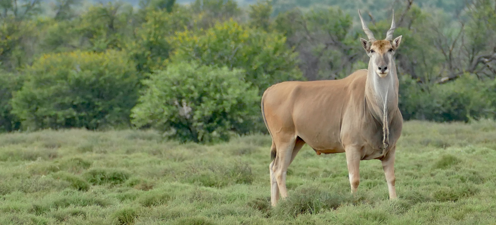 Common Eland