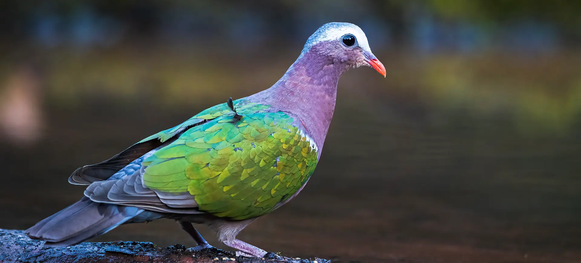 Common Emerald Dove