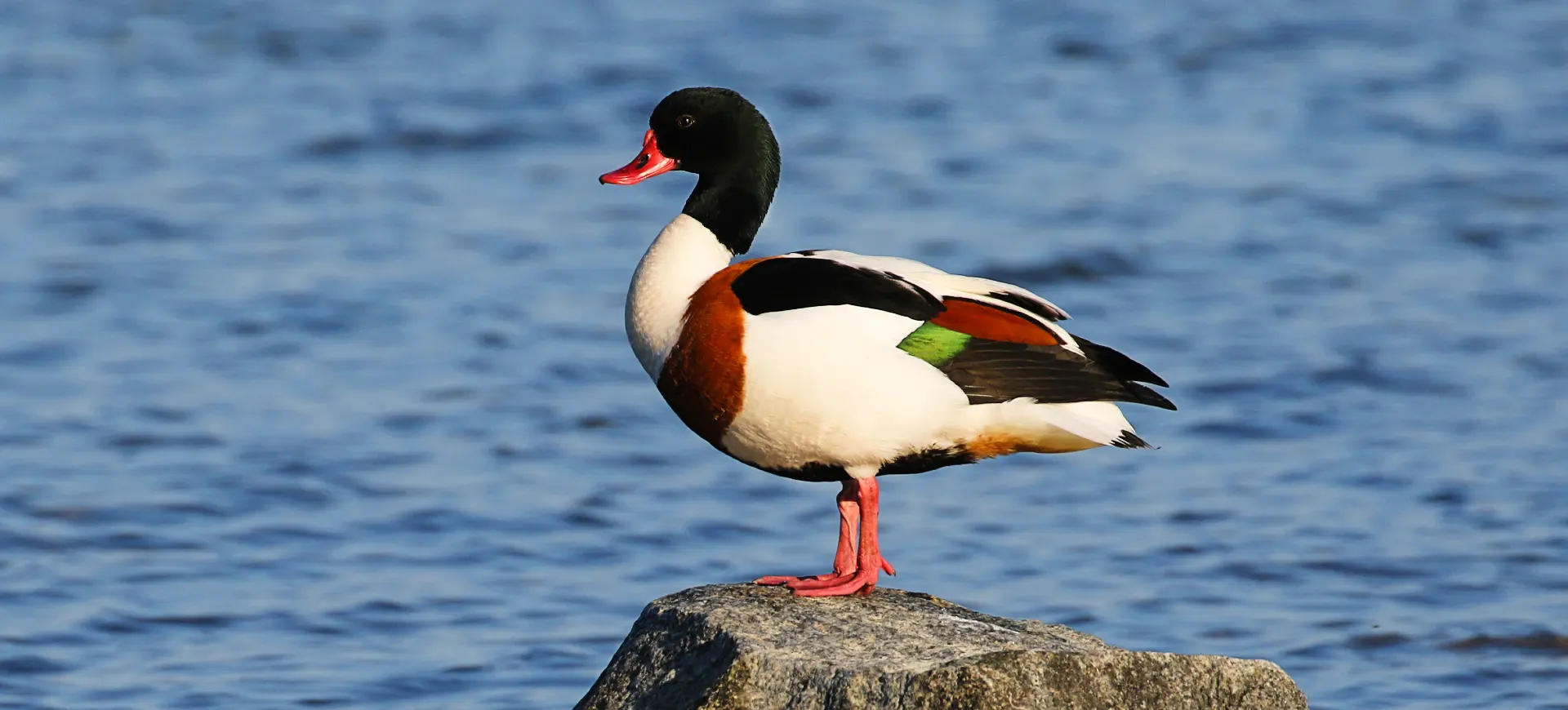 Common Shelduck