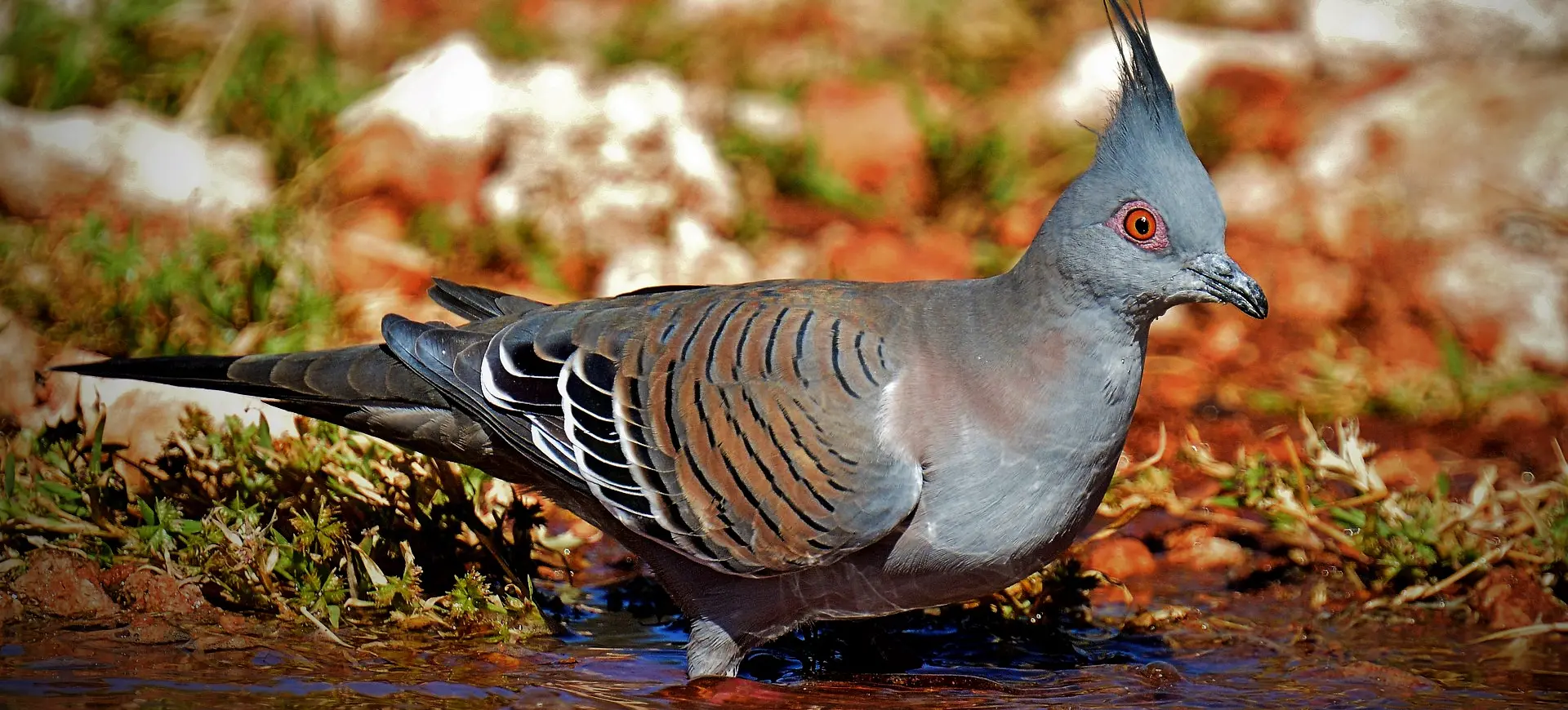 Crested Pigeon