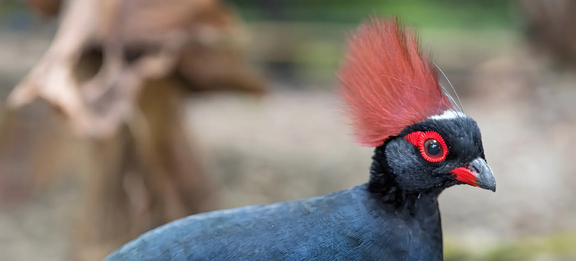 Crested Partridge