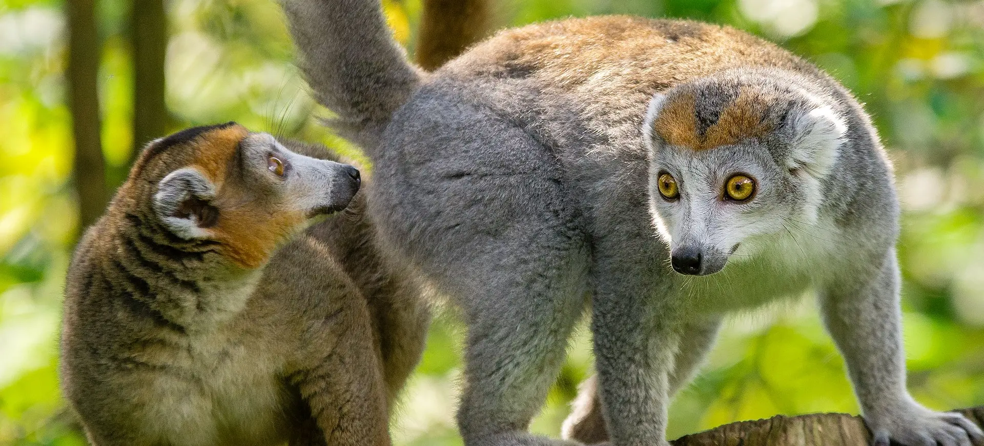 Crowned Lemur