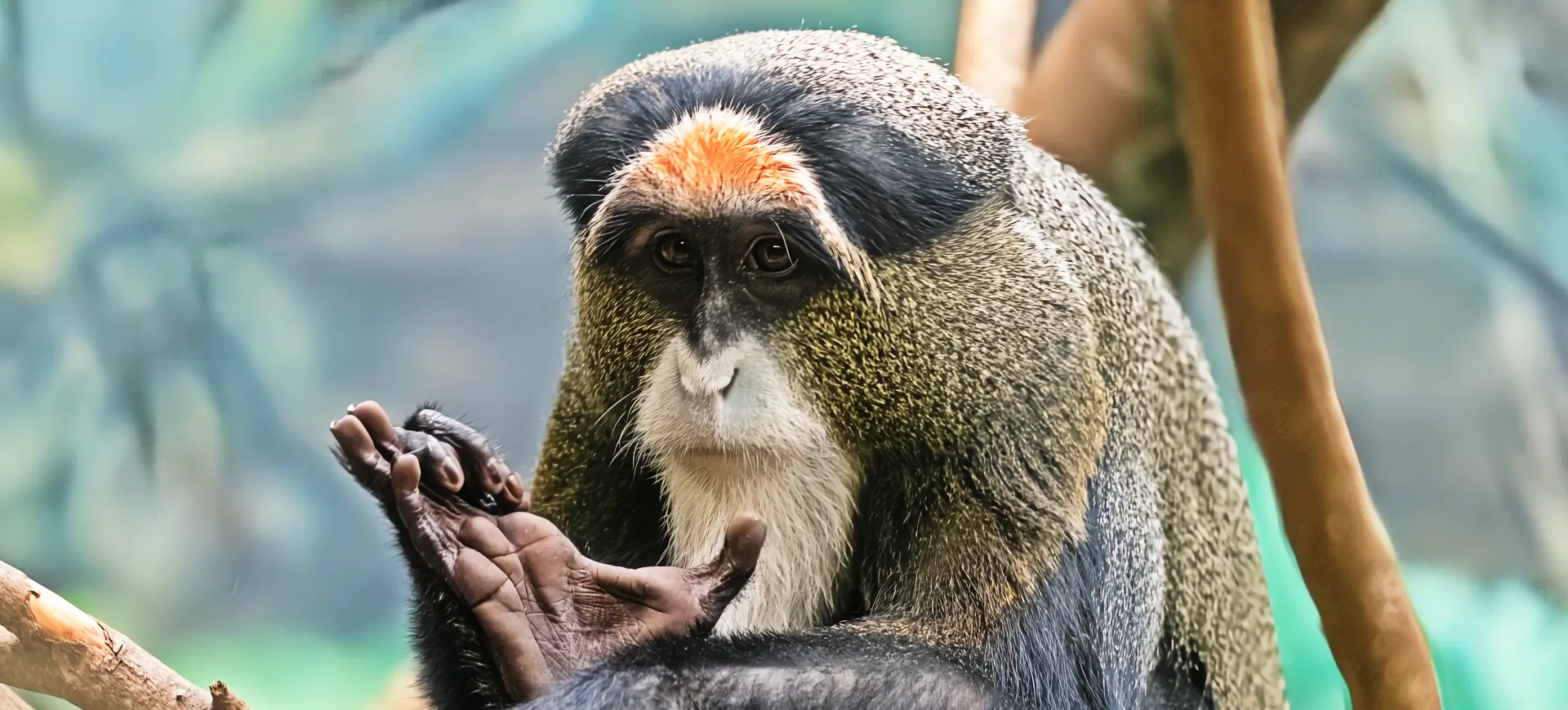 De Brazza's Monkey