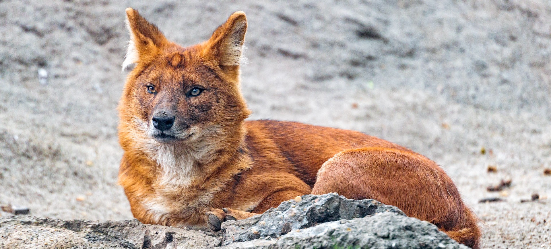 Dhole