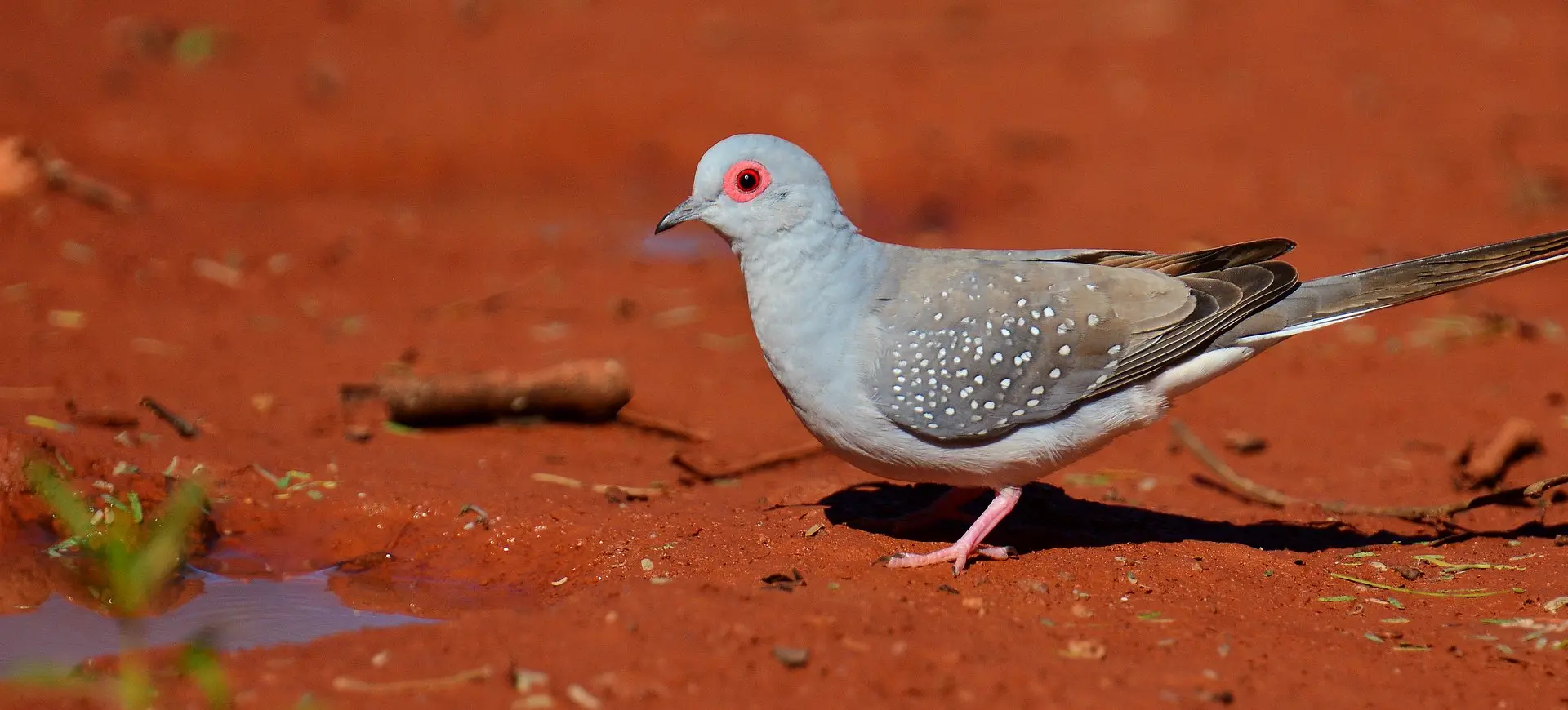 Diamond Dove